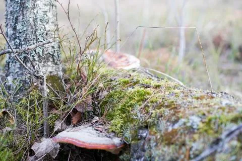 Fungus is a parasite on the tree Stock Photos