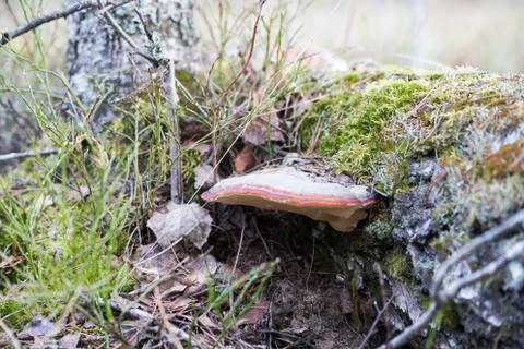 Fungus is a parasite on the tree Stock Photos