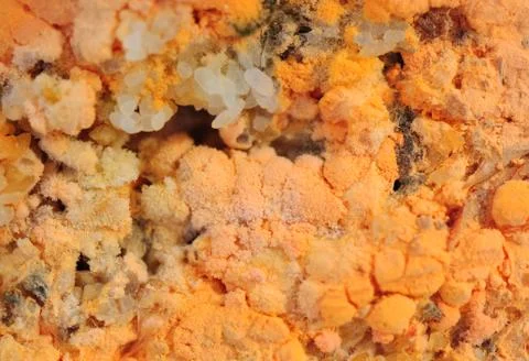 Fungus Stock-Fotos
