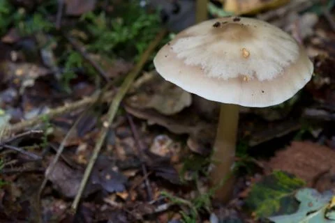 Fungus Stock Photos