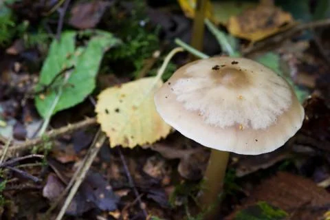 Fungus Stock Photos