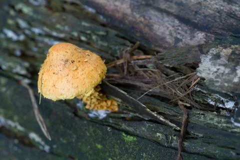 Fungus Stock Photos
