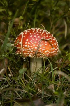 Fungus Stock Photos