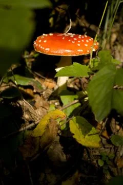 Fungus Stock Photos