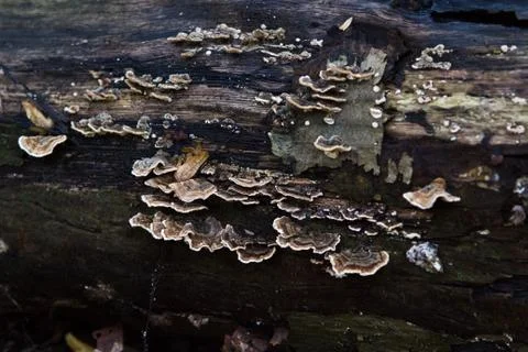 Fungus Stock Photos