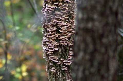 Fungus Stock Photos