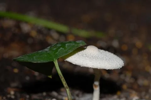 Fungus 스톡 사진