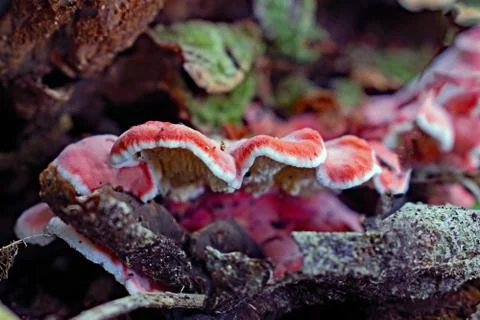 Fungus Stock Photos