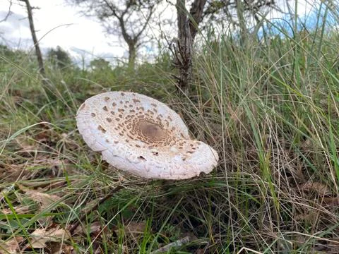 Fungus Stock Photos
