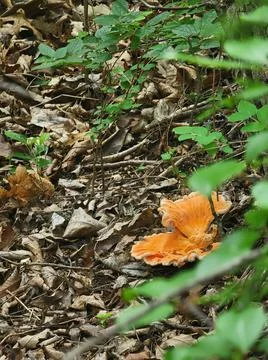 Fungus Foto stock