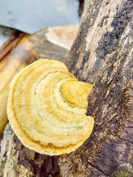 Fungus 스톡 사진