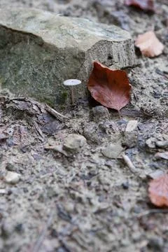 Fungus Stock Photos