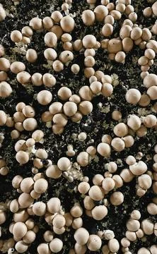 Fungus Stock Photos