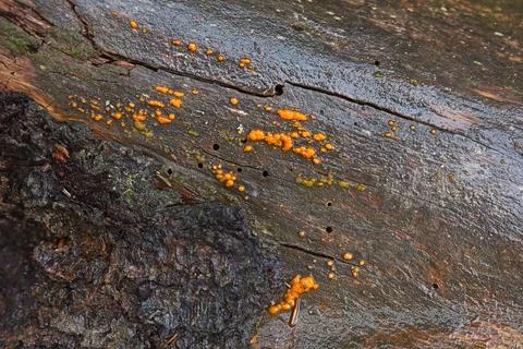 Fungus. Stock Photos