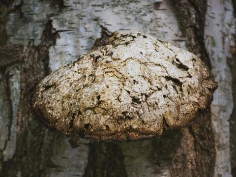 Fungus polypore growing on birch tree trunk Stock Photos
