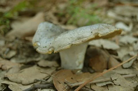 Fungus profile Stock Photos