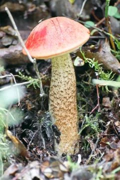 Fungus with a red hat Stock Photos