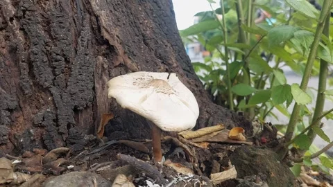 Fungus on the Roadside Stock Footage 295502204