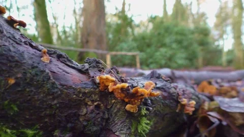 Fungus On Rotting Branch Stock Footage 231758157