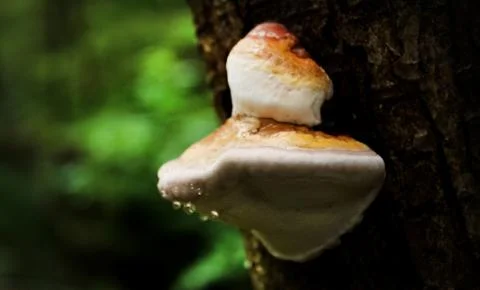 Fungus On Side Of Tree After Rainfall Stock Photos