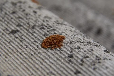 The fungus on the slate Stock Photos