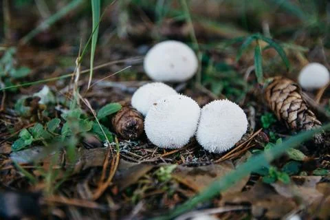 Fungus-slicker Stock Photos