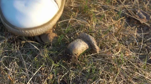 Fungus that smokes when you push it Видео 37833364