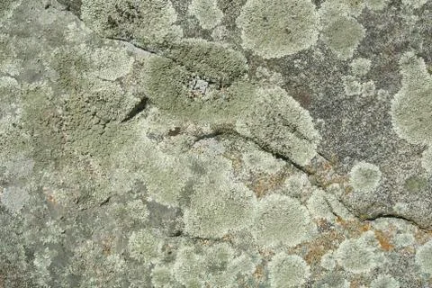 Fungus On Stone Texture Stock Photos