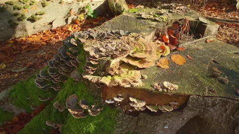 Fungus at a stump in the forest at fall lit by the sun Stock-Footage 212537944