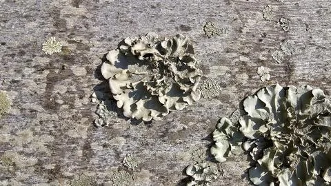 Fungus on the surface of a tree trunk Foto stock