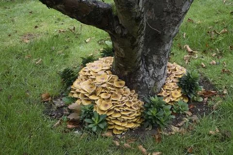 Fungus taking over Stock Photos