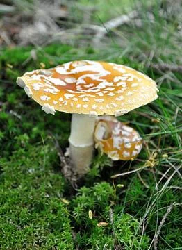Fungus - toadstool Stock Photos