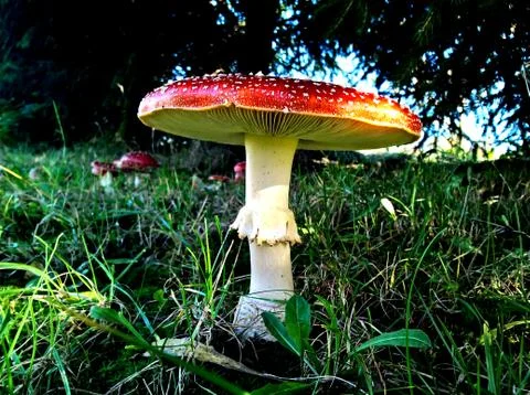 Fungus Toxic Stock Photos