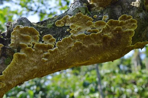 Fungus on a tree bark with its lower side having a nice pattern. Fungi that d Stock Photos