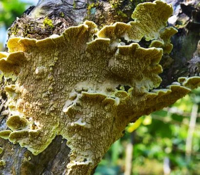 Fungus on a tree bark with its lower side having a nice pattern. Fungi that d Stock Photos