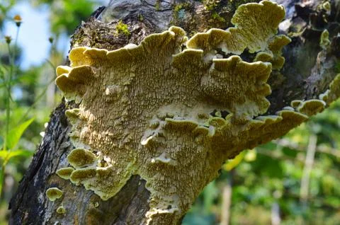Fungus on a tree bark with its lower side having a nice pattern. Fungi that d Stock Photos