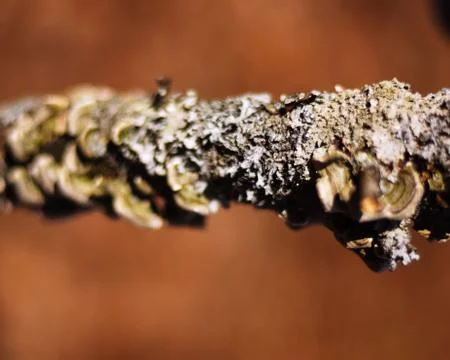 Fungus Tree Branch Stock Photos