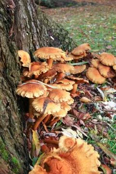Fungus on a tree Stock Photos
