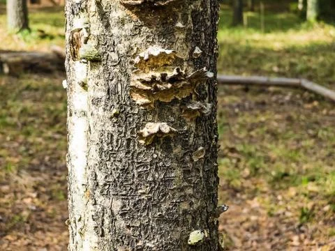 The fungus tree Stock Photos