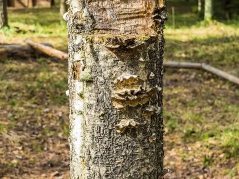 The fungus tree Foto stock