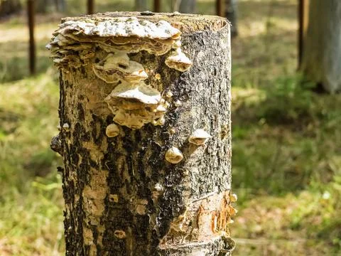 The fungus tree Stock Photos