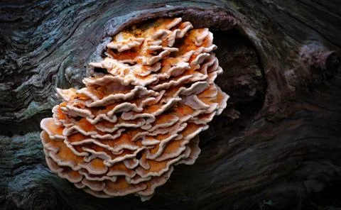 Fungus on a tree Stock Photos