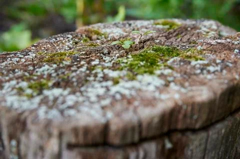 Fungus on tree Stock Photos