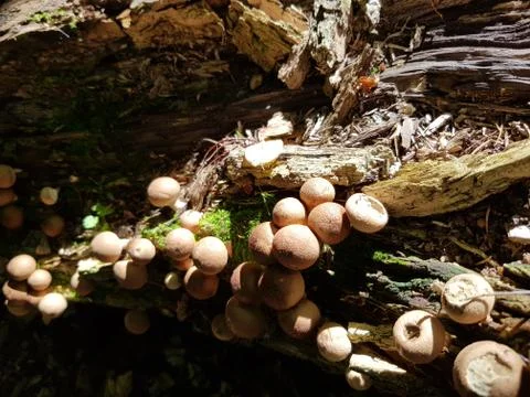 Fungus in tree Stock Photos