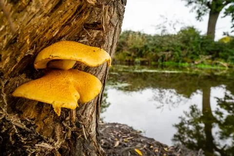 Fungus on a tree Stock Photos