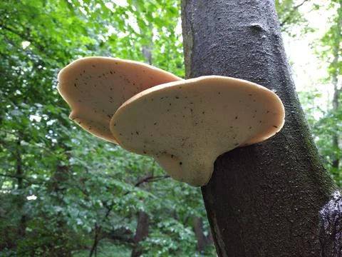 A fungus on a tree Stock Photos