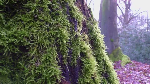 Fungus Tree Reveal Stock Footage 231758439