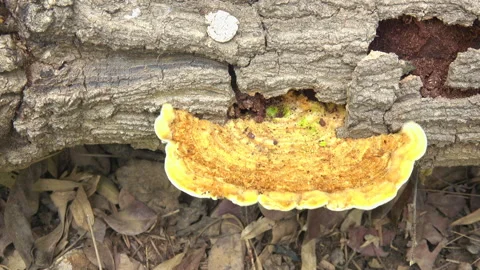 Fungus on tree stump 스톡 동영상 297552247