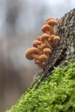 Fungus on a tree stump Stock Photos