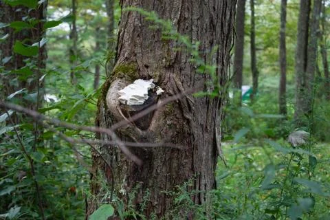 Fungus on tree trunk Stock Photos